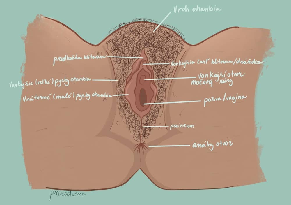 Vulva s anotáciami