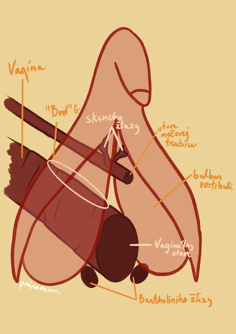 Vaginálny kanál, močová trubica a klitoris