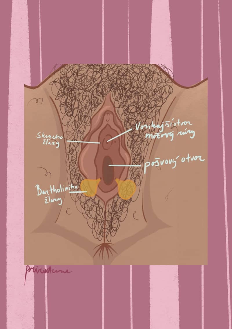 Vulva zdola so žľazami