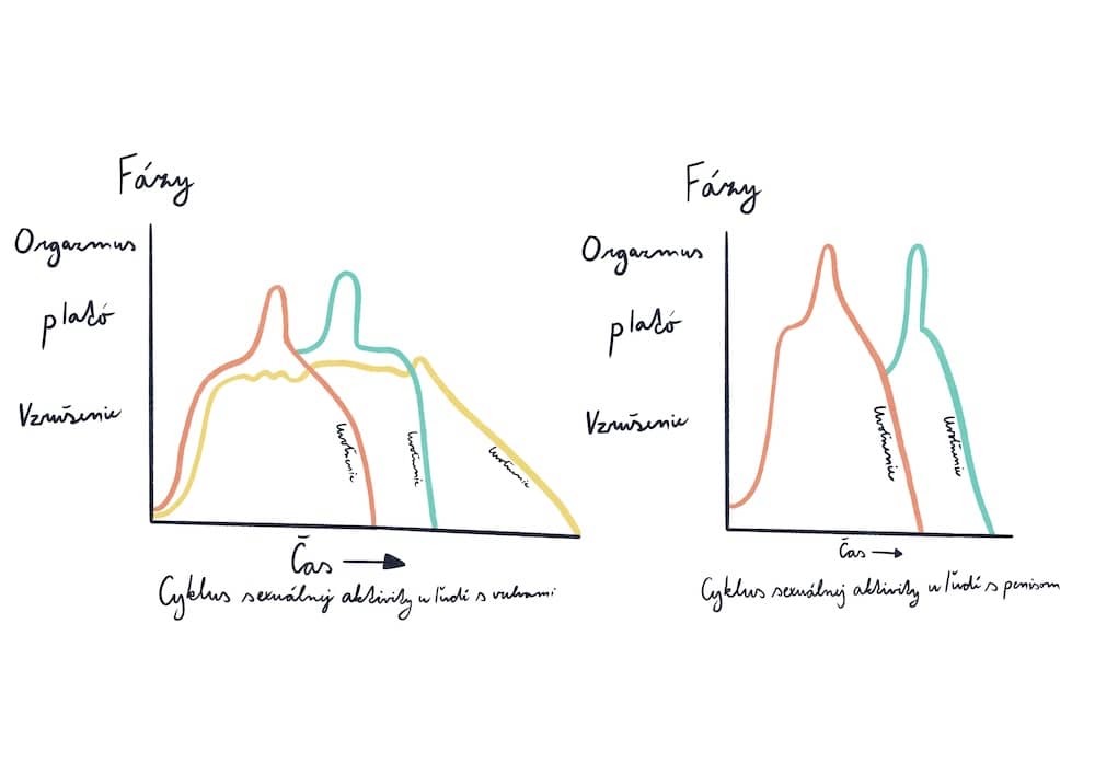 Cyklus sexuálnej aktivity u ľudí s vulvou a u ľudí s penisom