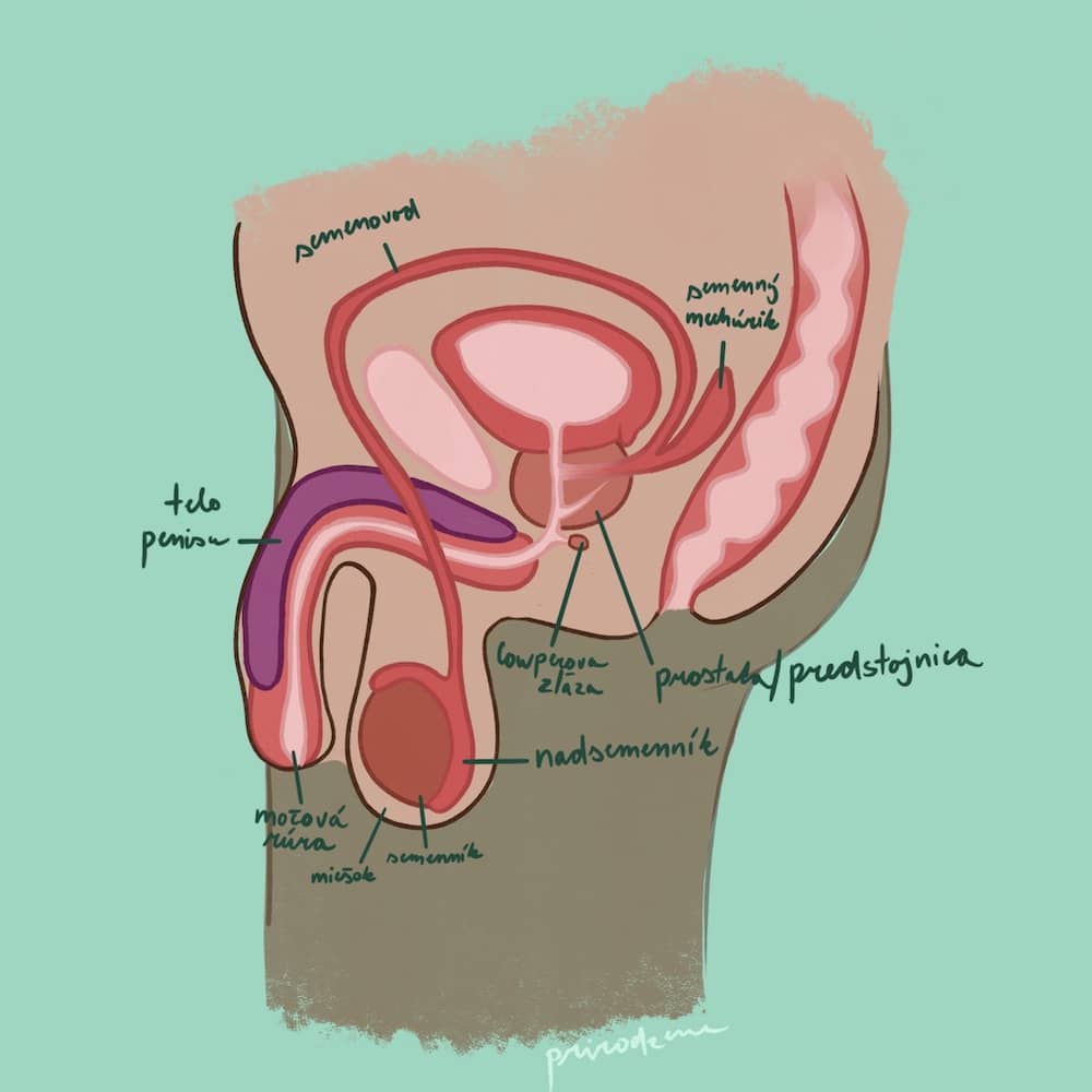 Anatómia penisu a mieška a tvorba ejakulátu